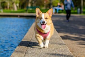 cachorro feliz andando