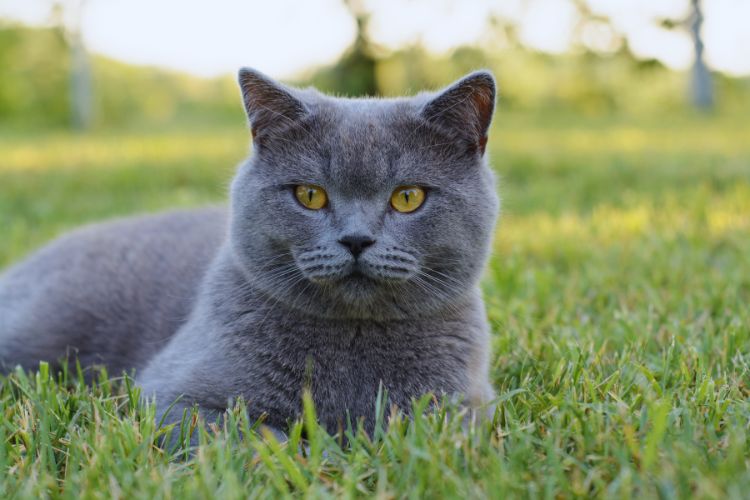 gato British Shorthair na grama