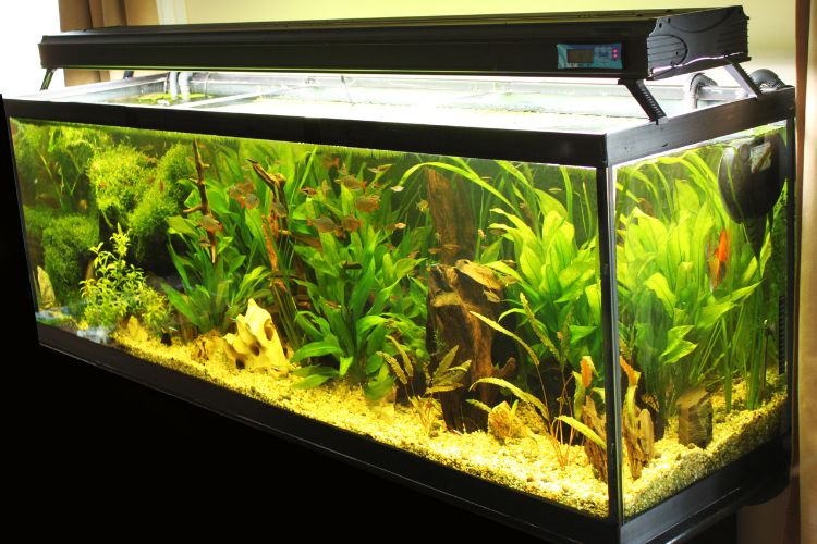 aquário com plantas e peixes