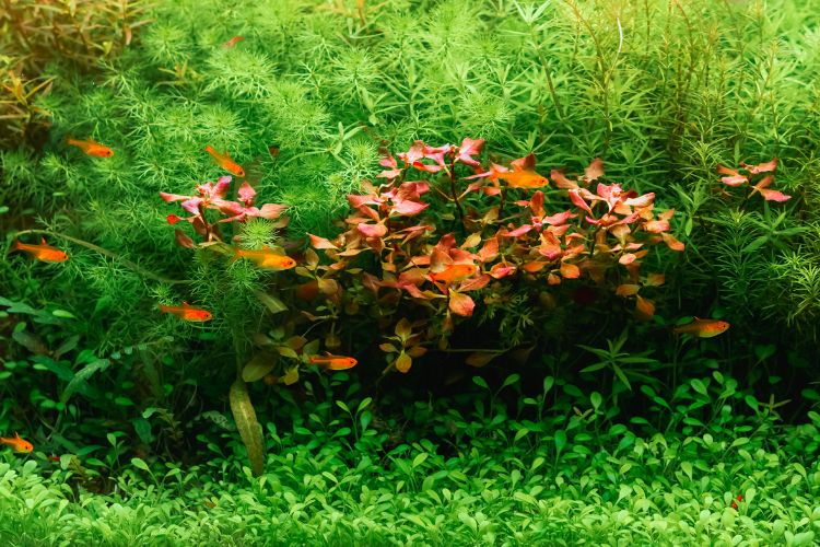 aquário com plantas e cardume de peixes