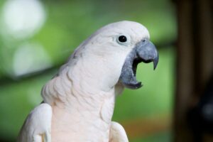 cacatua falindo