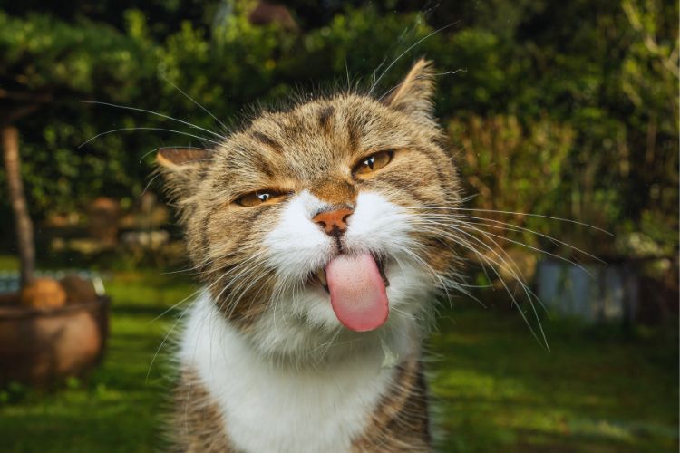 gato com a língua de fora