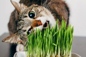 gato comendo grama