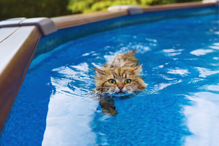 gato nadando na piscina