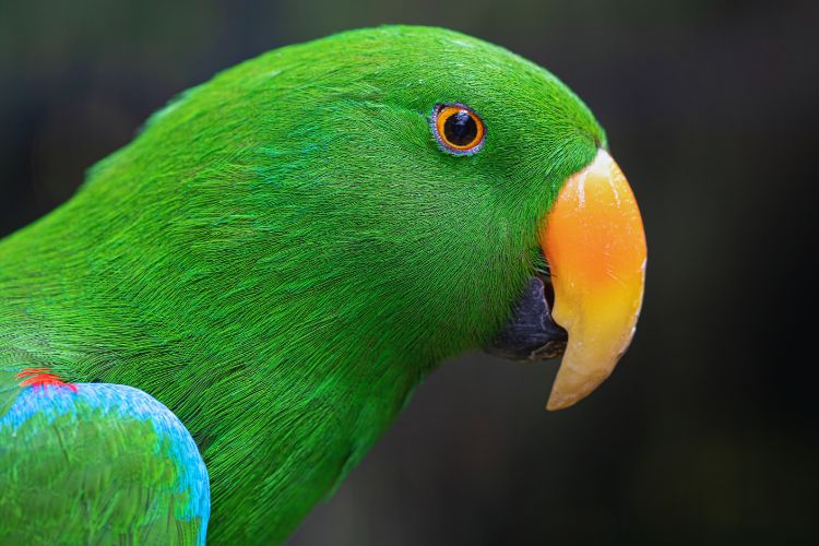 papagaio verde olhando