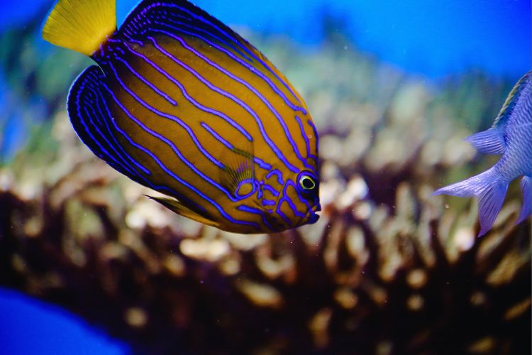 peixe colorido no aquário marinho