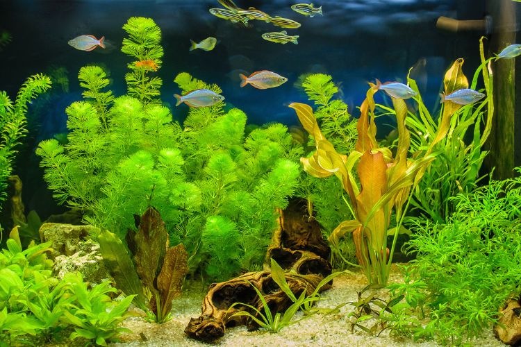 peixes nadando no aquário com plantas