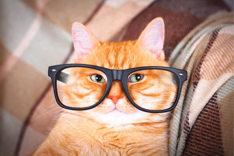 gato de personalidade usando óculos
