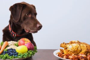 cachorro olhando a comida