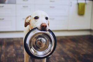 cachorro com a tigela e com fome