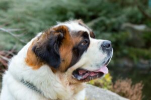 cachorro são bernado descansando