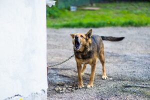 cachorro vira lata preso