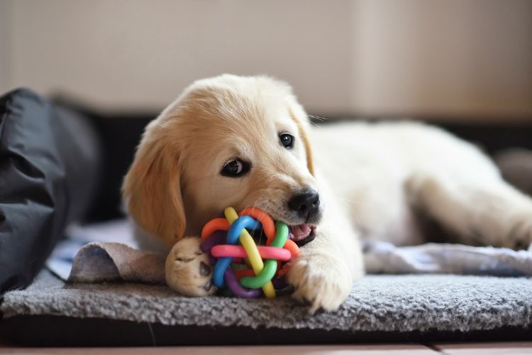 cachorro com brinquedo no sofá