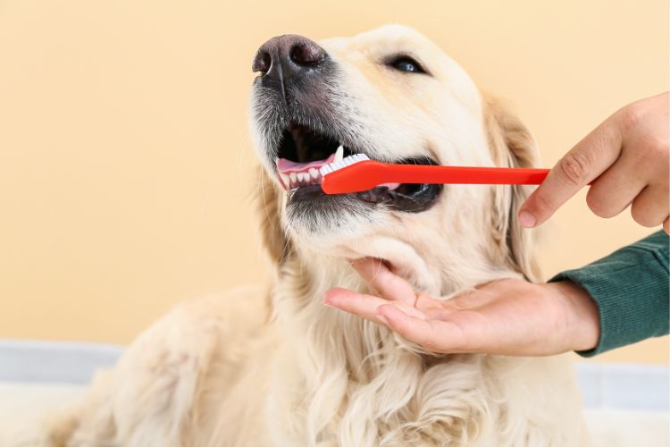 limpeza de dente do cachorro labrador