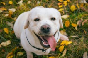 cachorro labrador feliz