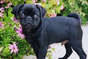 filhote de cachorro pug preto no jardim