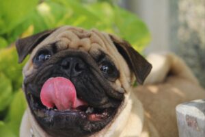 cachorro pug se lambendo todo