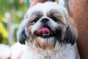 cachorro shih tzu feliz