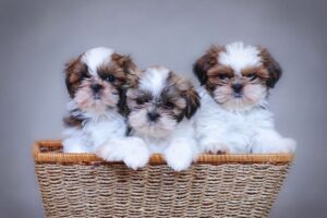 filhotes de cachorro shih tzu na cesta