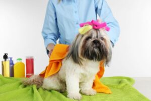 cachorro shih tzu sendo tosado