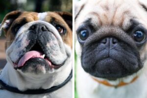 cachorro pug e cachorro bulldog