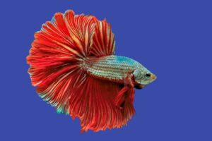 peixe betta vermelho