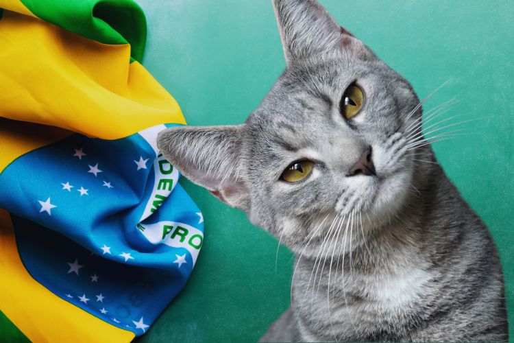 gato e a bandeira do brasil