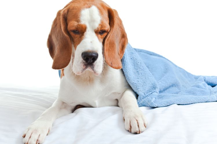 cachorro com febre com cobertor 
