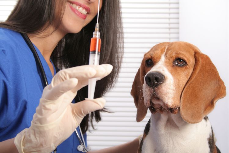 cachorro olhando para veterinário com vacina 