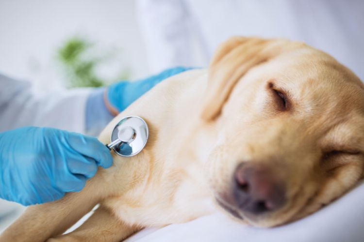 cachorro deitado realizando exame com veterinário