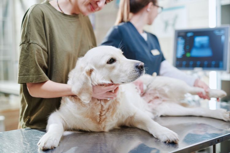 cachorro com febre sendo tratado pelo veterinário