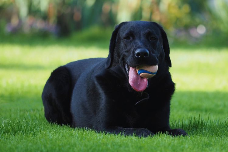 cachorro labrador brincando com bola