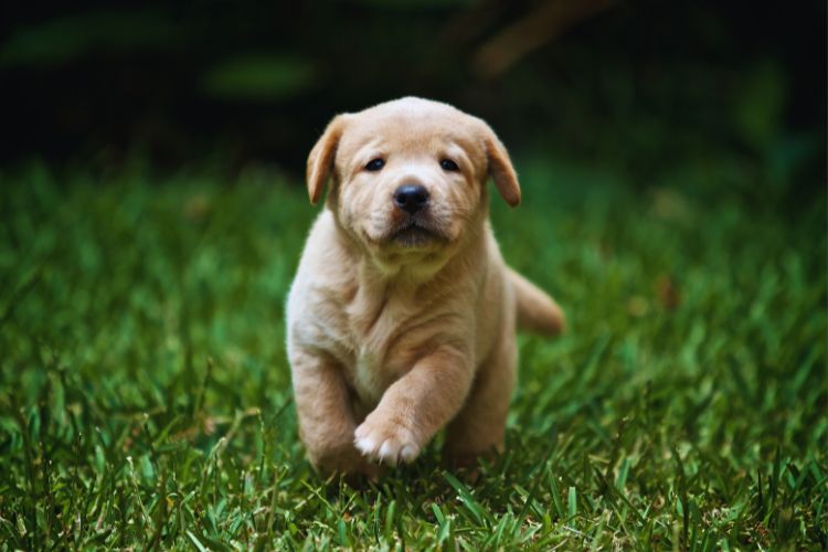 cachorro labrador filhote na grama