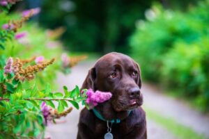 cachorro labrador no jardim