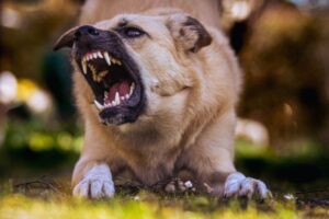 cachorro com raiva olhando pro lado