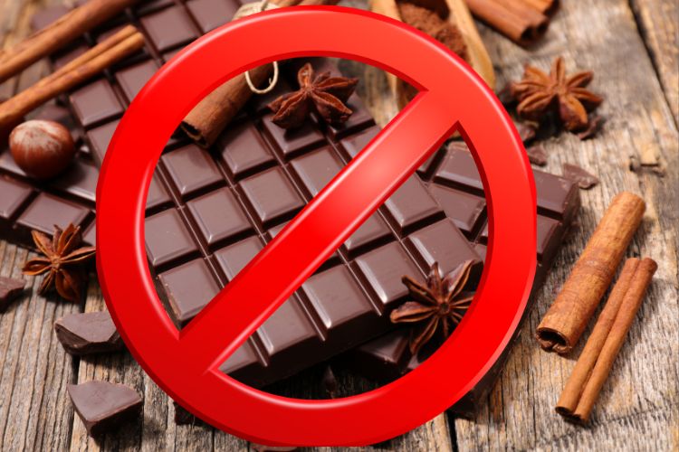 chocolate é proibido para gatos e cachorros