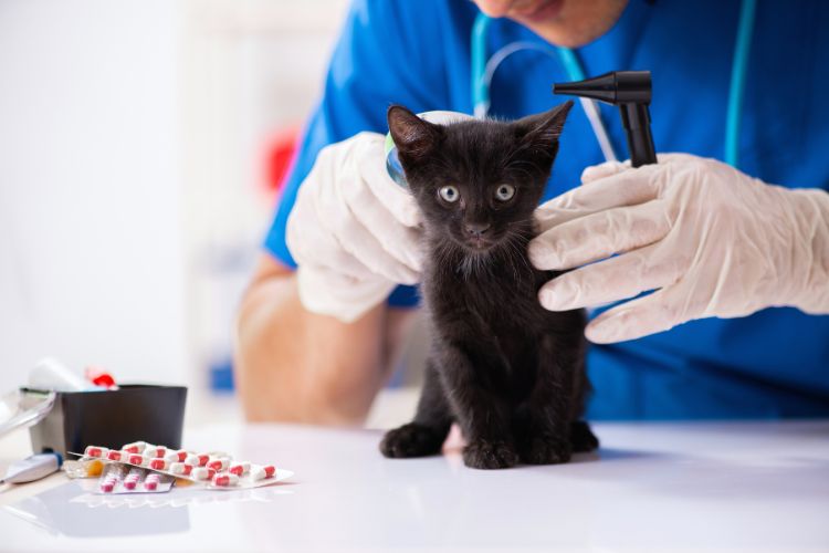 filhote de gato em consulta com o veterinário