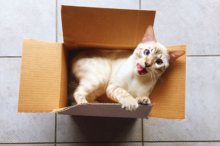 gato brincando com caixa