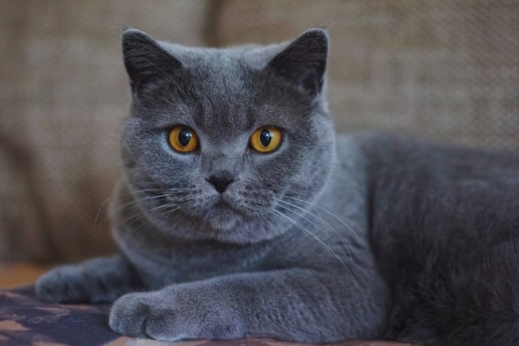 gato cinza olhando