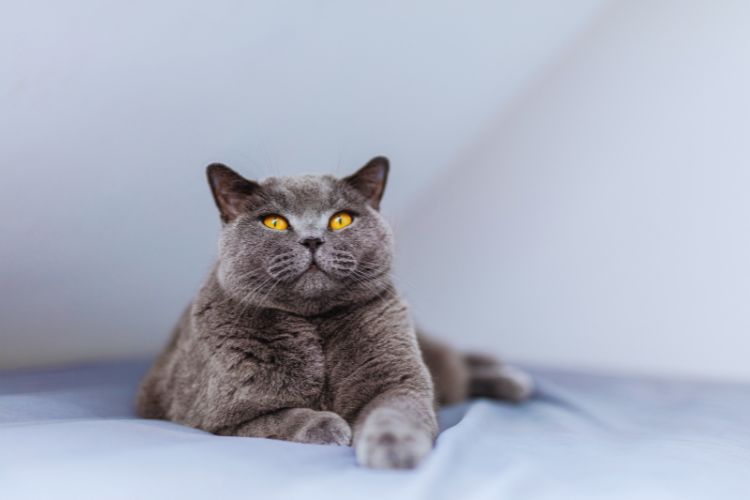 gato cinza British Shorthair deitado olhando