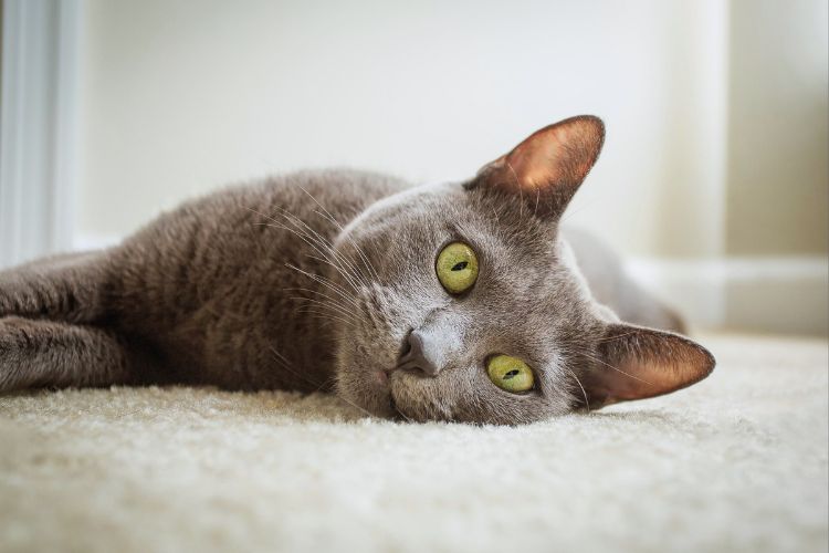 gato cinza azul russo deitado na cama