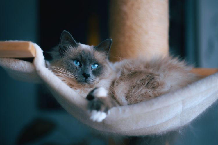 gato cinza ragdoll descansando na cama