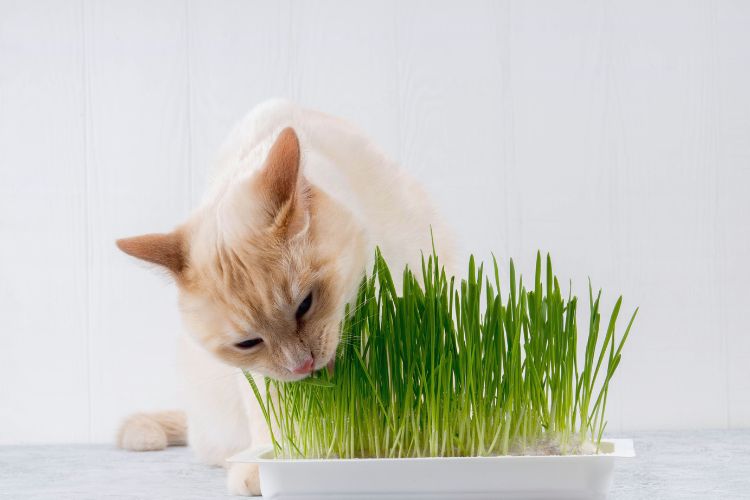 gato comendo grama