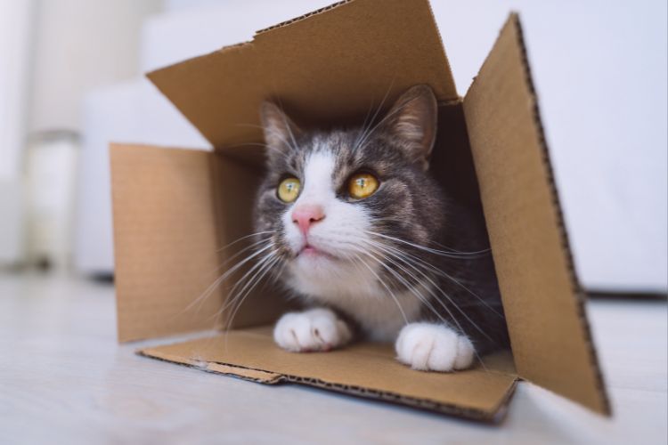 gato dentro de caixa olhando para cima