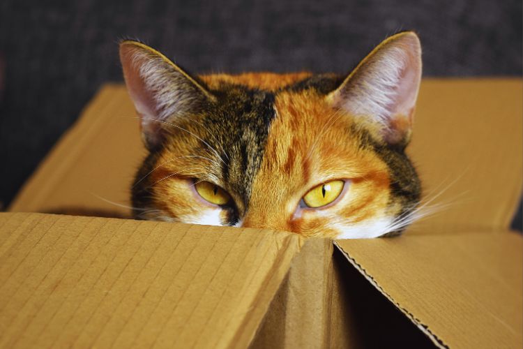  gato dentro de caixa olhando fixo