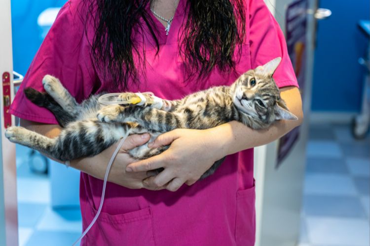 gato doente com veterinário 