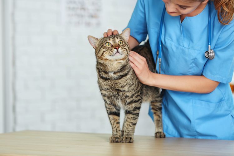 veterinário cuidando de gato