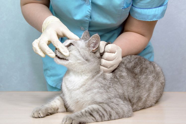 veterinário fazendo exame em gato