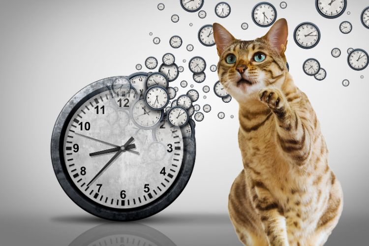 gato olhando vários relógios