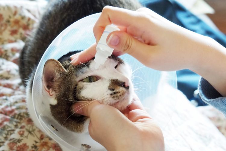 gato  recebendo tratamento no olho